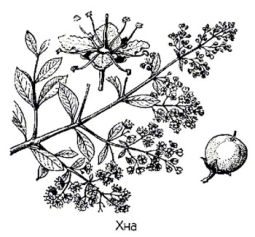       () Lawsonia inermus L.