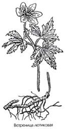       Anemone ranunculoides L.