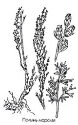        ( ) Artemisia maritima L.