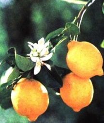  ( )   Citrus limonia Osbeck.  