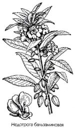 Balsamina hortensis Desp.        ( )  